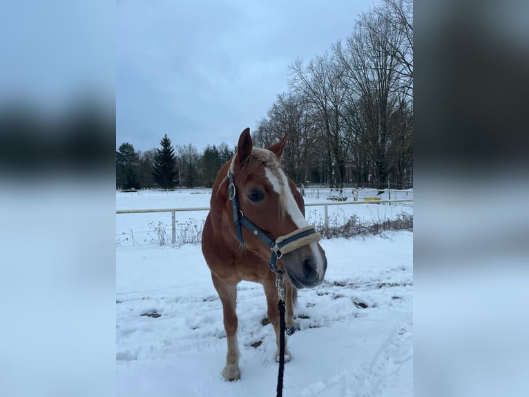 Haflinger Mix Stute 8 Jahre 145 cm in Berlin