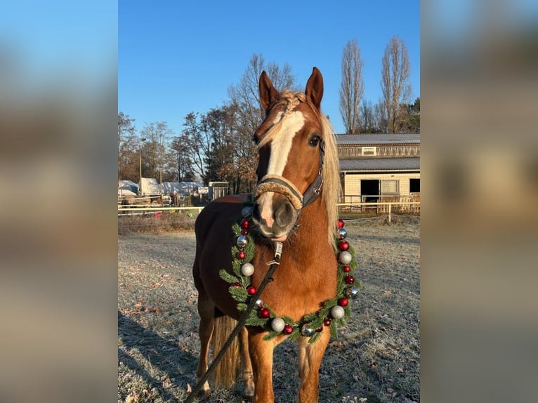 Haflinger Mix Stute 8 Jahre 145 cm in Berlin