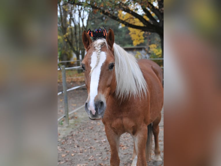 Haflinger Mix Stute 8 Jahre 145 cm in Berlin