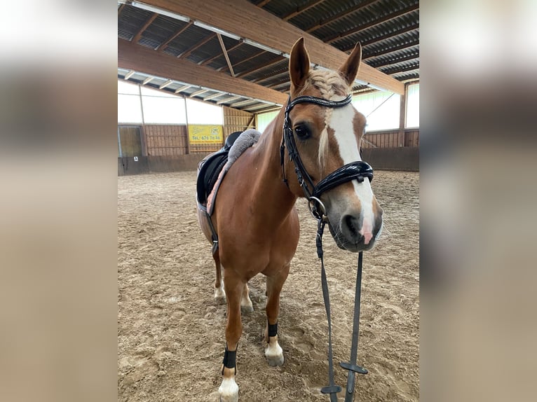 Haflinger Mix Stute 8 Jahre 145 cm in Berlin
