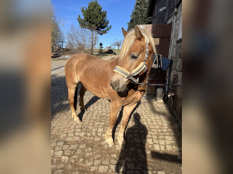 Haflinger Stute 8 Jahre 146 cm Fuchs in Neustadt in Sachsen Oberottendorf