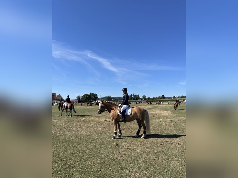 Haflinger Stute 8 Jahre 146 cm Fuchs in Neustadt in Sachsen Oberottendorf