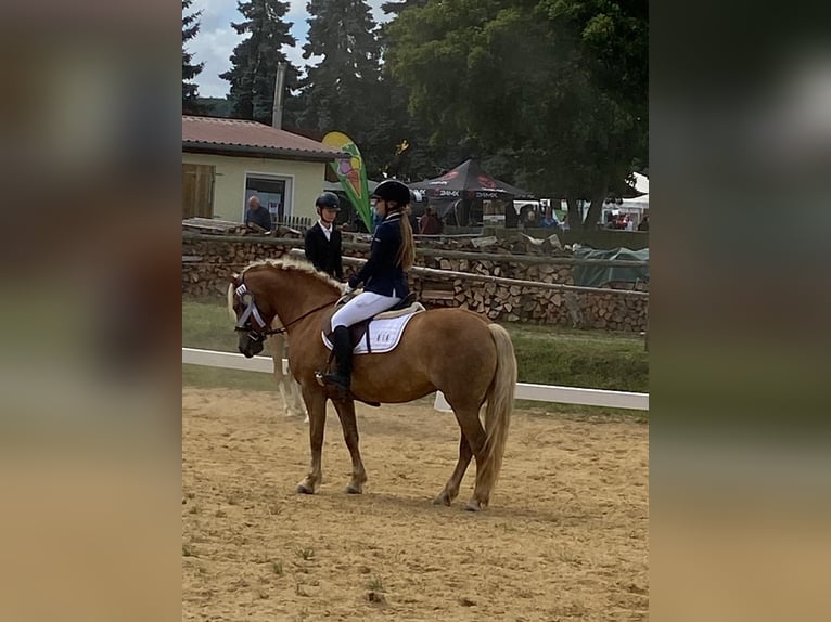 Haflinger Stute 8 Jahre 146 cm Fuchs in Neustadt in Sachsen Oberottendorf