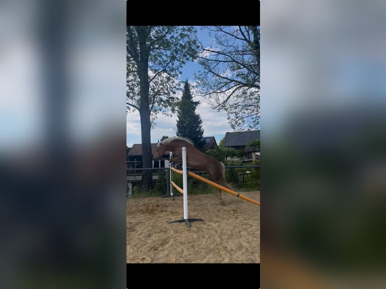 Haflinger Stute 8 Jahre 146 cm Fuchs in Neustadt in Sachsen Oberottendorf