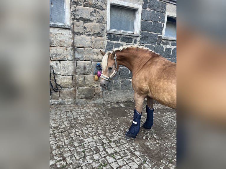 Haflinger Stute 8 Jahre 146 cm Fuchs in Neustadt in Sachsen Oberottendorf