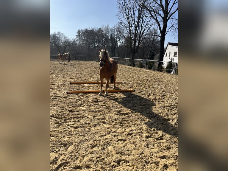 Haflinger Stute 8 Jahre 146 cm Fuchs in Neustadt in Sachsen Oberottendorf