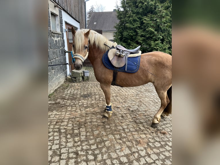 Haflinger Stute 8 Jahre 146 cm Fuchs in Neustadt in Sachsen Oberottendorf