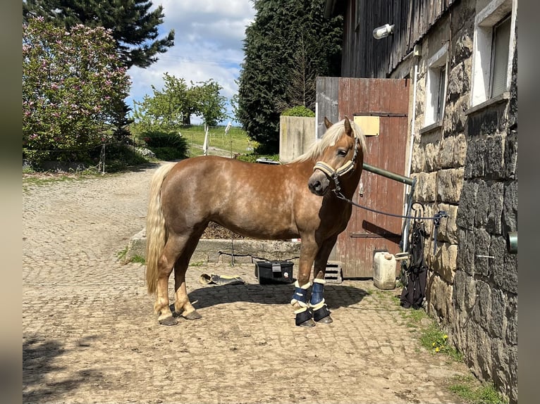 Haflinger Stute 8 Jahre 146 cm Fuchs in Neustadt in Sachsen Oberottendorf