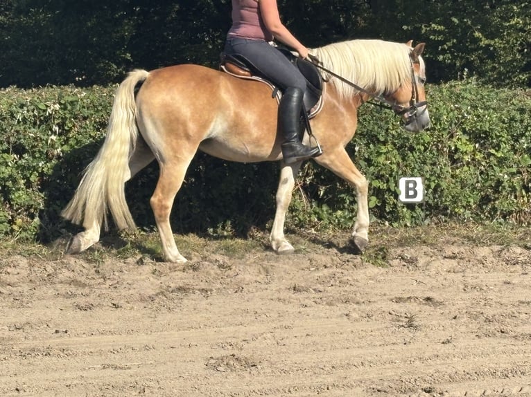 Haflinger Stute 8 Jahre 146 cm Fuchs in Dortmund