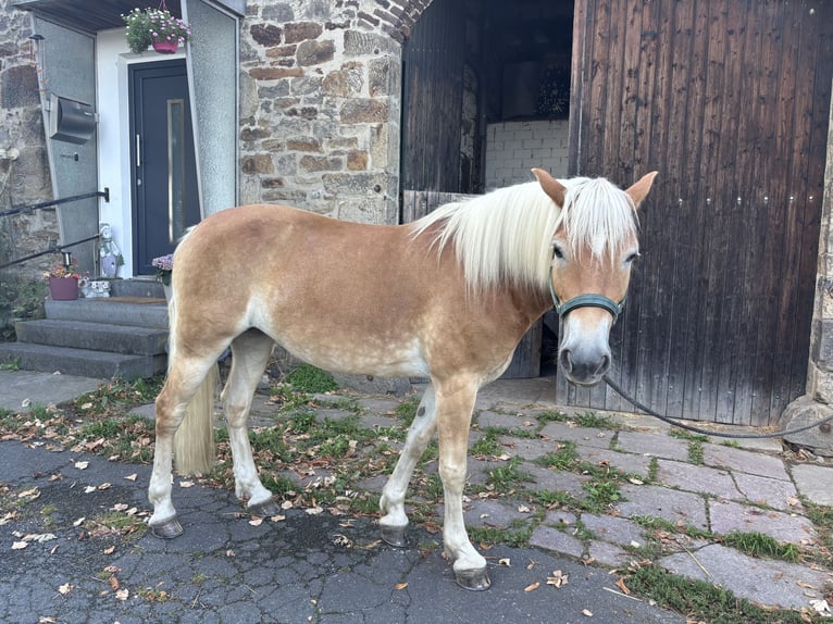 Haflinger Stute 8 Jahre 146 cm Fuchs in Dortmund