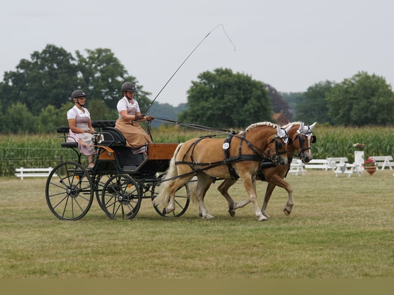 Haflinger Stute 8 Jahre 146 cm Fuchs in Dortmund