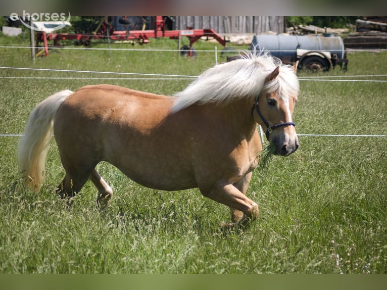 Haflinger Stute 8 Jahre 146 cm Fuchs in Goslar
