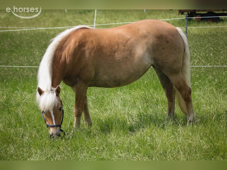 Haflinger Stute 8 Jahre 146 cm Fuchs in Goslar
