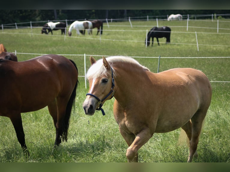 Haflinger Stute 8 Jahre 146 cm Fuchs in Goslar