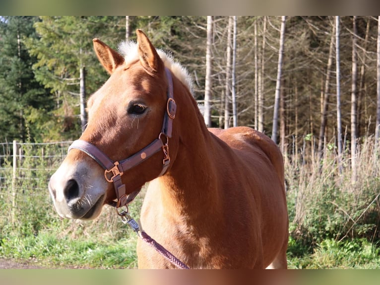 Haflinger Stute 8 Jahre 147 cm Fuchs in Kienberg