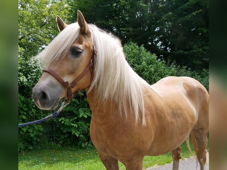 Haflinger Stute 8 Jahre 148 cm  in Dorsten