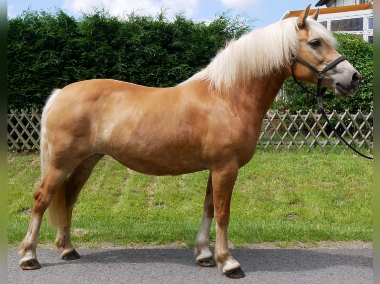 Haflinger Stute 8 Jahre 148 cm  in Dorsten