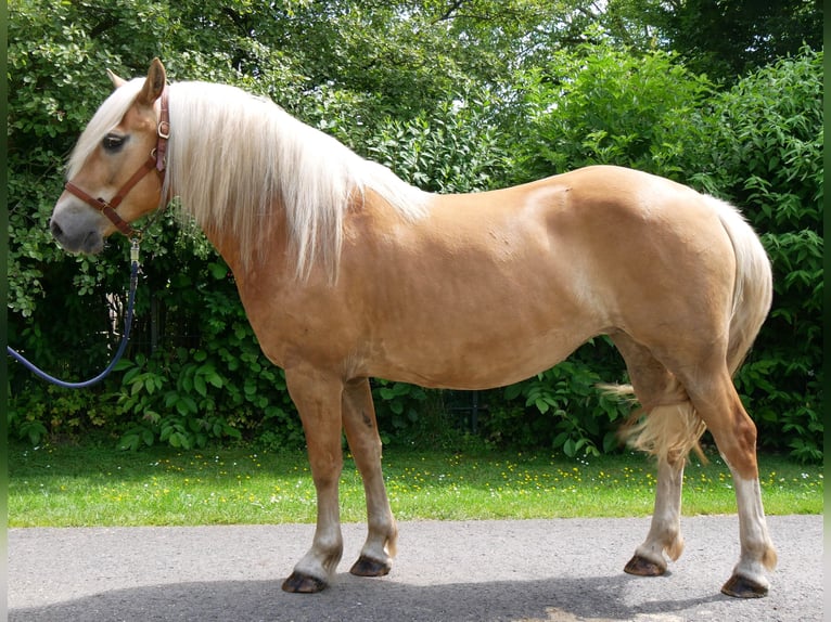 Haflinger Stute 8 Jahre 148 cm  in Dorsten