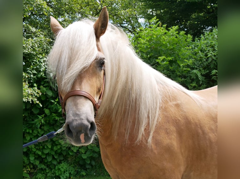 Haflinger Stute 8 Jahre 148 cm  in Dorsten