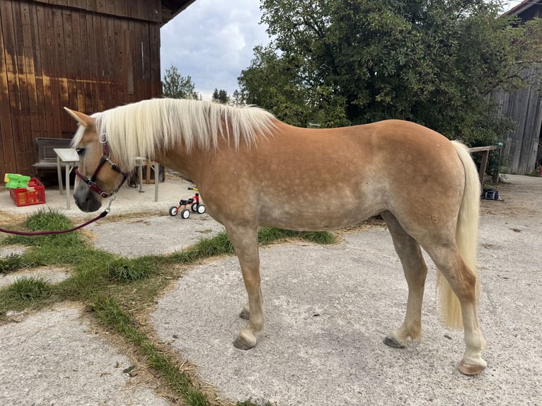 Haflinger Stute 8 Jahre 148 cm Falbe in Sauerlach