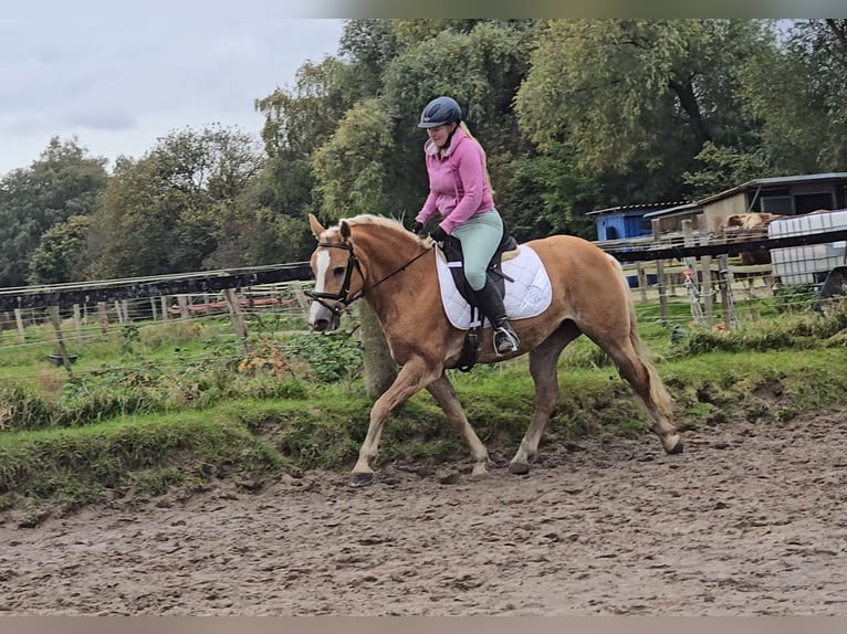 Haflinger Stute 8 Jahre 148 cm Fuchs in Mülheim an der Ruhr