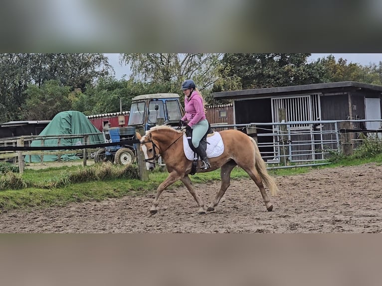 Haflinger Stute 8 Jahre 148 cm Fuchs in Mülheim an der Ruhr