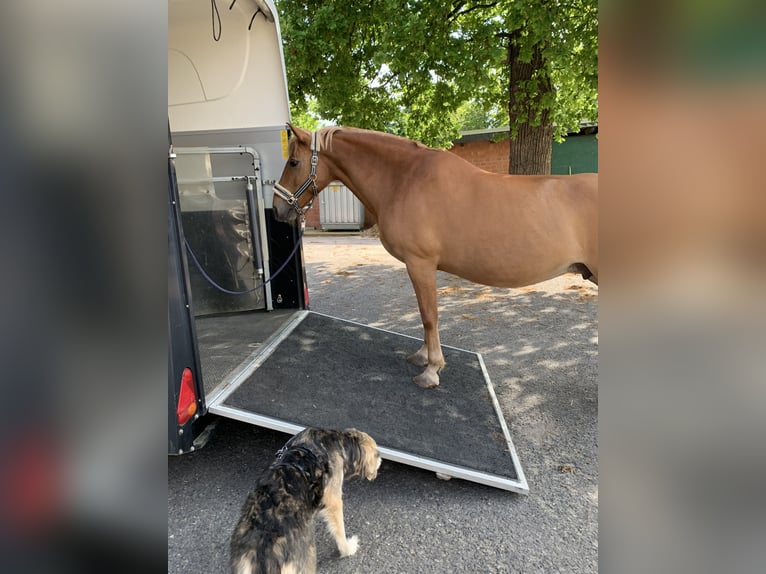 Haflinger Mix Stute 8 Jahre 148 cm Fuchs in Bottrop