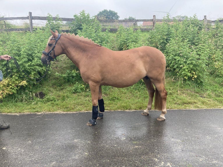 Haflinger Mix Stute 8 Jahre 148 cm Fuchs in Bottrop