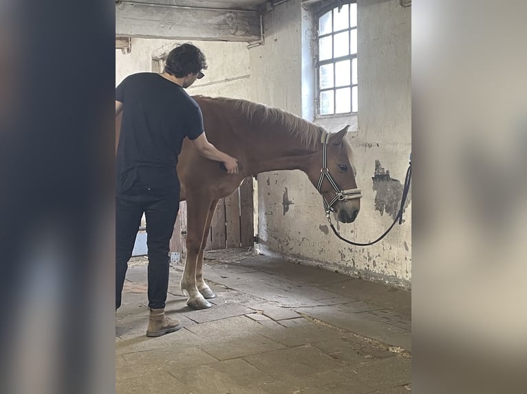 Haflinger Mix Stute 8 Jahre 148 cm Fuchs in Bottrop