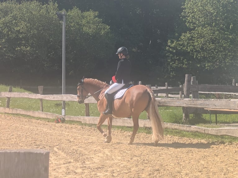 Haflinger Mix Stute 8 Jahre 148 cm Fuchs in Bottrop