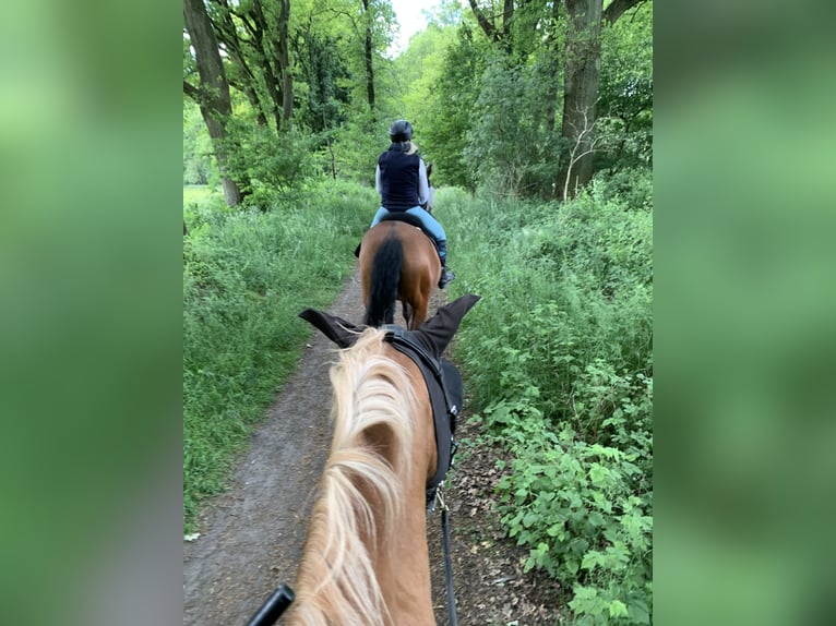 Haflinger Mix Stute 8 Jahre 148 cm Fuchs in Bottrop