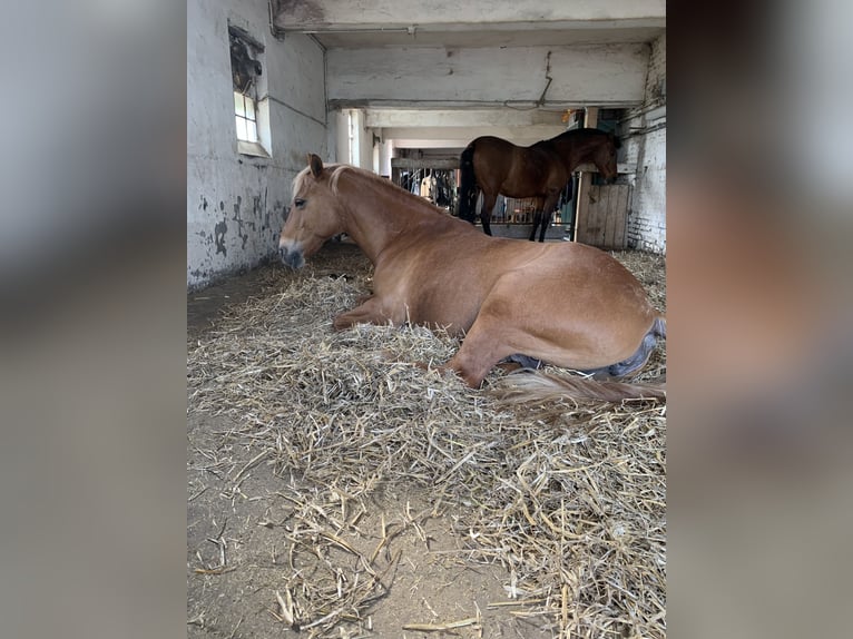 Haflinger Mix Stute 8 Jahre 148 cm Fuchs in Bottrop