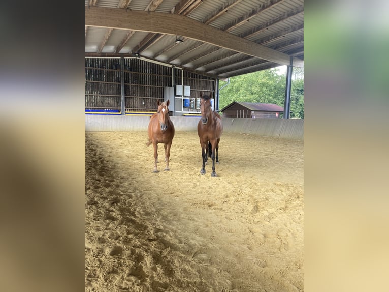 Haflinger Mix Stute 8 Jahre 148 cm Fuchs in Bottrop