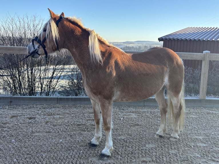 Haflinger Stute 8 Jahre 148 cm Fuchs in Iggingen
