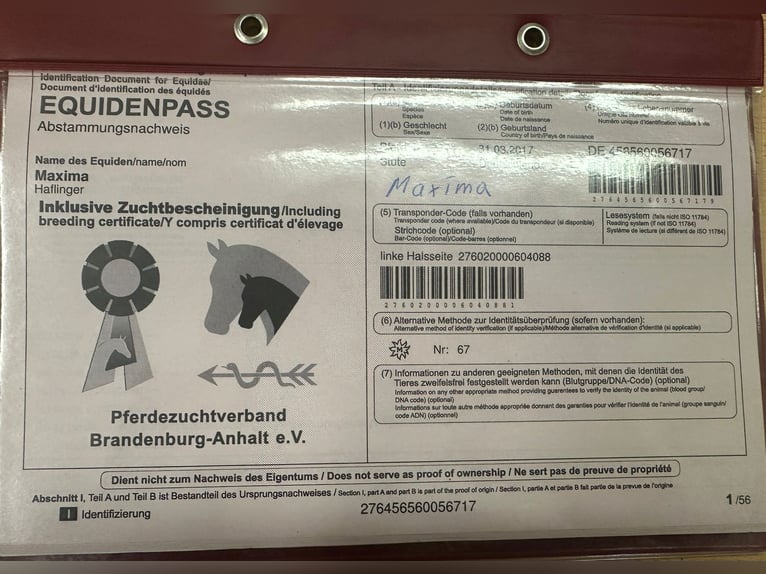 Haflinger Stute 8 Jahre 148 cm Fuchs in Werngierode