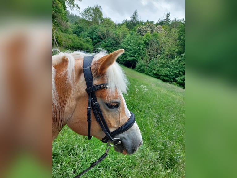 Haflinger Stute 8 Jahre 148 cm Fuchs in Werngierode