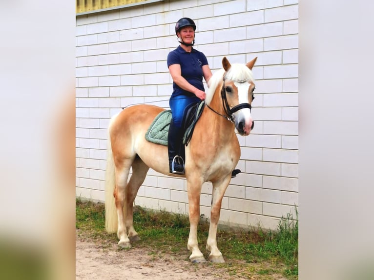 Haflinger Stute 8 Jahre 148 cm Fuchs in Werngierode