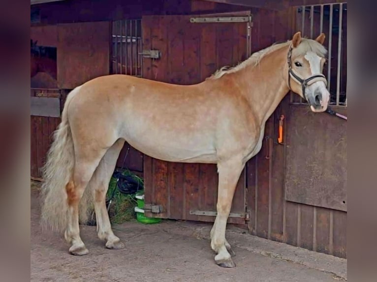 Haflinger Stute 8 Jahre 148 cm Fuchs in Werngierode