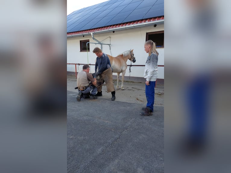 Haflinger Stute 8 Jahre 148 cm Fuchs in Werngierode