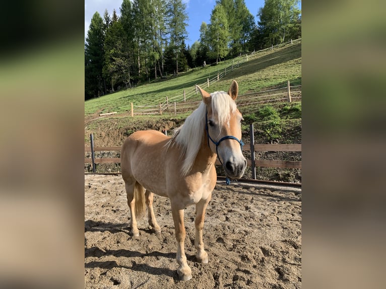 Haflinger Stute 8 Jahre 149 cm in Deutschlandsberg