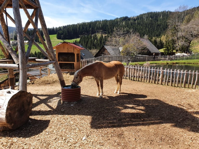 Haflinger Stute 8 Jahre 149 cm in Deutschlandsberg