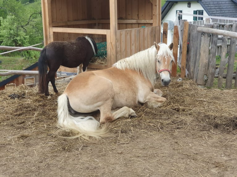 Haflinger Stute 8 Jahre 149 cm in Deutschlandsberg