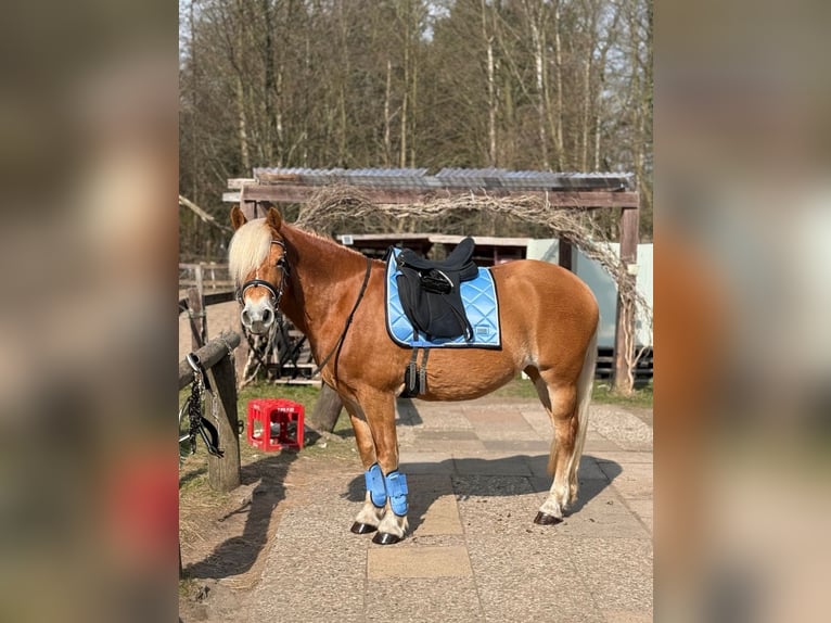 Haflinger Stute 8 Jahre 149 cm Fuchs in Ellerbek
