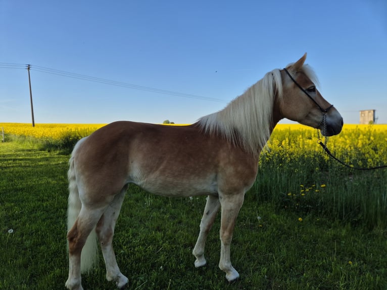 Haflinger Stute 8 Jahre 149 cm Fuchs in Schrozberg