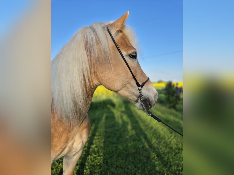 Haflinger Stute 8 Jahre 149 cm Fuchs in Schrozberg