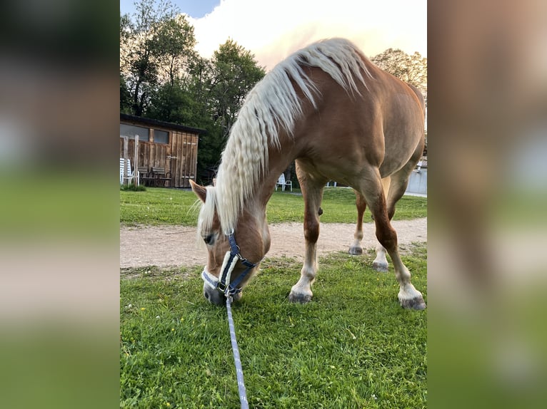 Haflinger Stute 8 Jahre 150 cm Fuchs in Wolfsberg