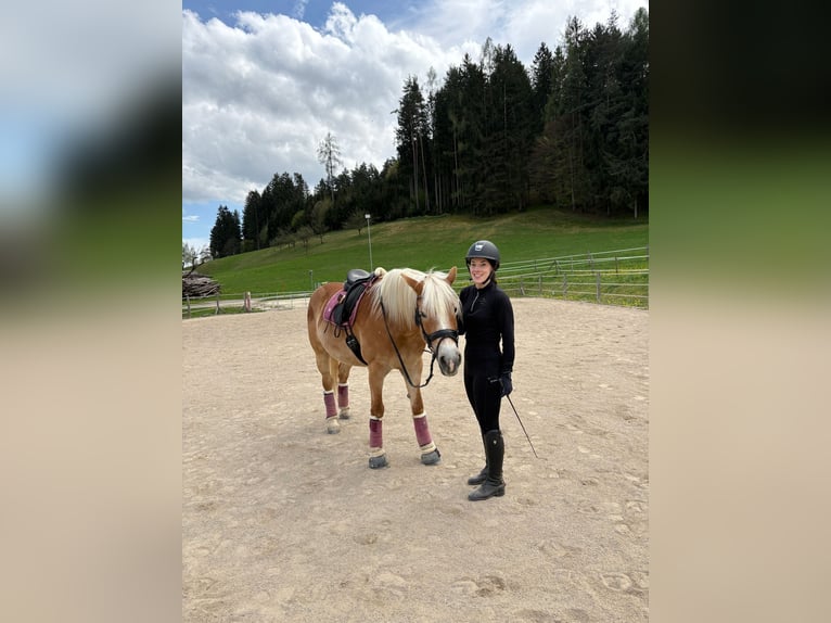 Haflinger Stute 8 Jahre 150 cm Fuchs in Wolfsberg