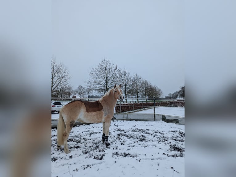 Haflinger Stute 8 Jahre 150 cm Fuchs in Langenberg