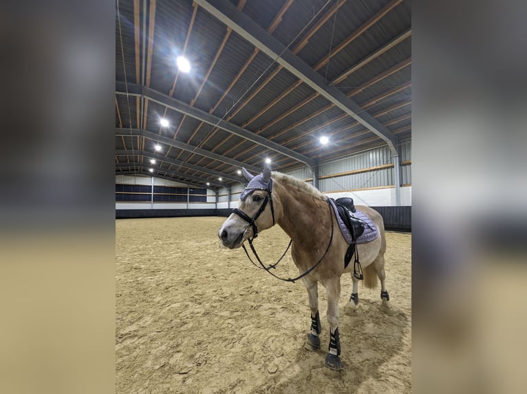 Haflinger Stute 8 Jahre 150 cm Fuchs in Langenberg