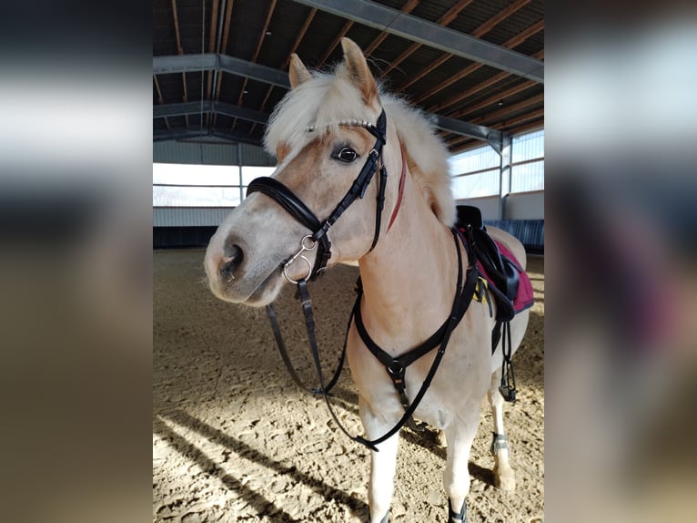 Haflinger Stute 8 Jahre 150 cm Fuchs in Langenberg